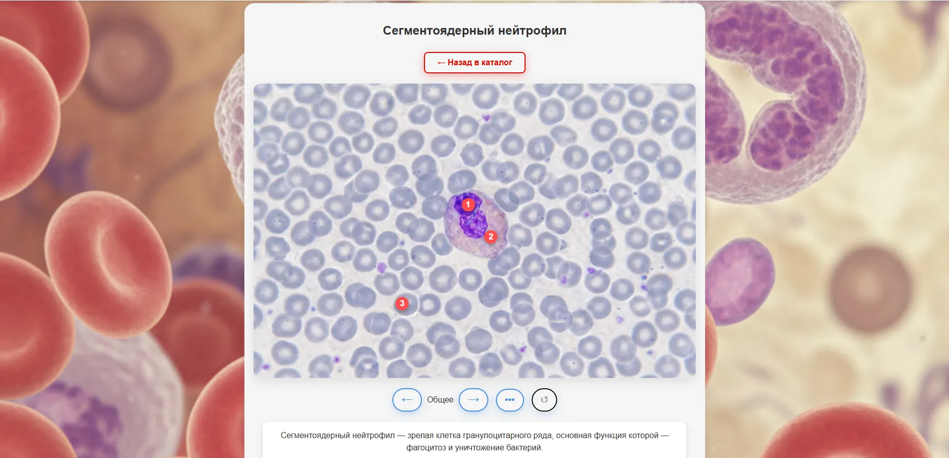 BloodMap решение